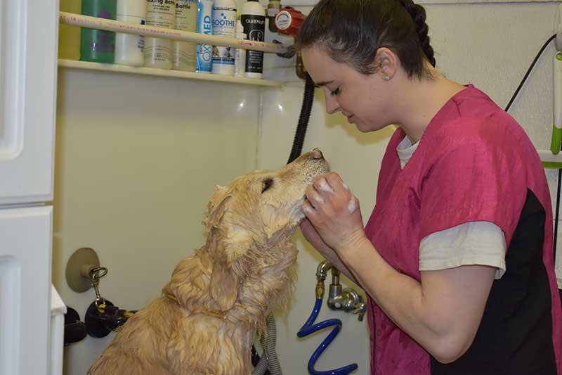 A freshly groomed pup at Bone-a-Fido Bakery